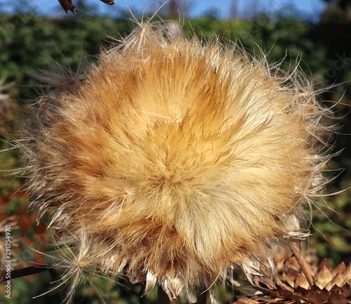 close up of dried artichoke flower head photo