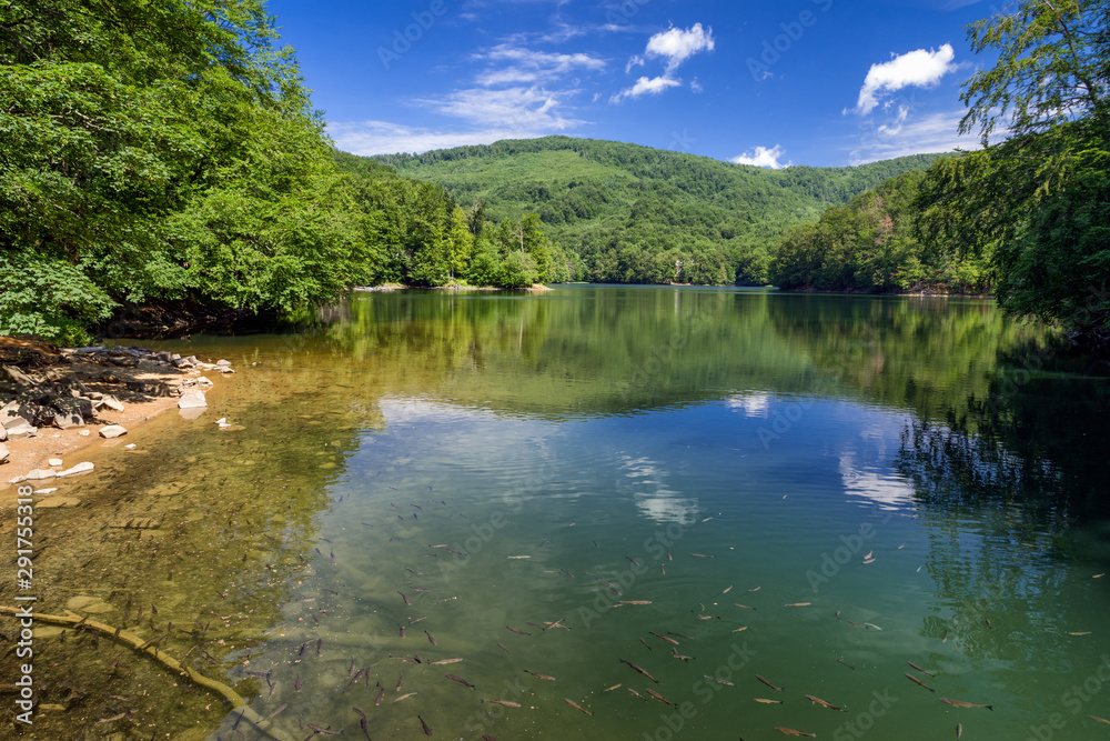 Fishes in lake