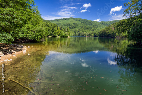 Fishes in lake