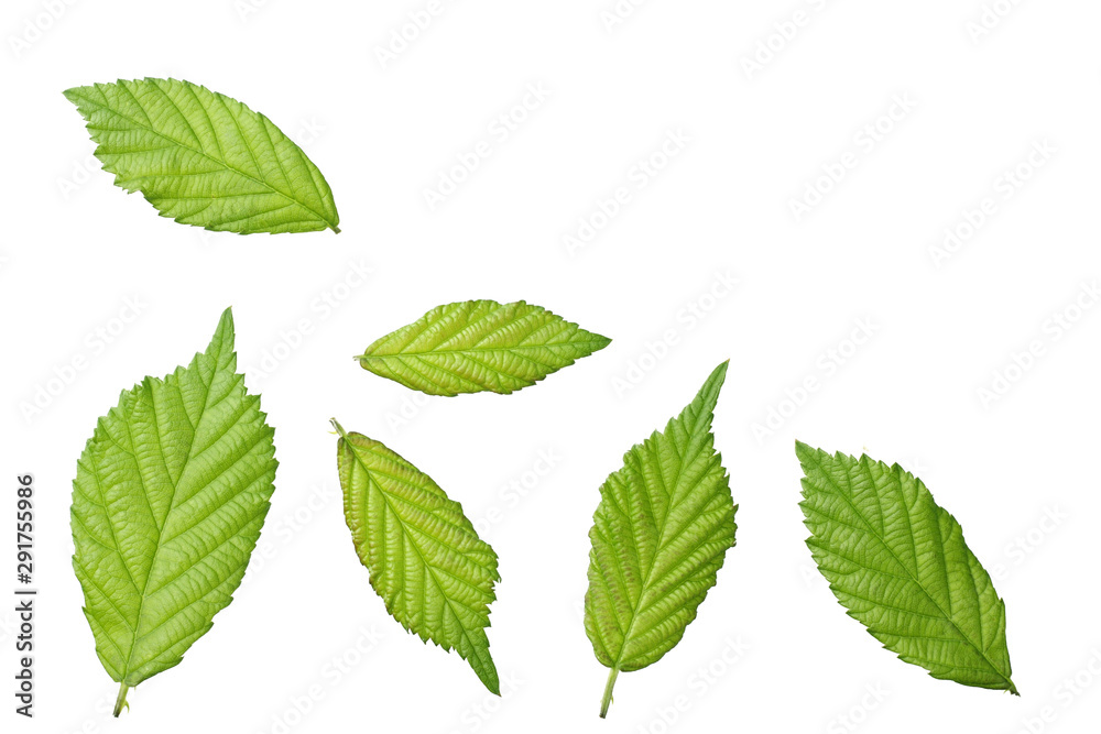 green leaf of blackberry isolated on white background. blackberry leaves. top view. green leaf of blackberry isolated on white background. blackberry leaves. top view.