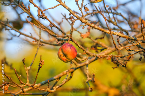Autumn red apple on a branch