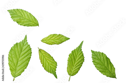 green leaf of blackberry isolated on white background. blackberry leaves. top view.