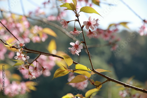 The tree with pink flowers resembles sakura in autumn and focus close up on flower.