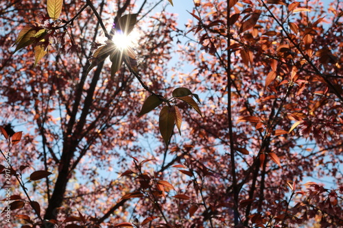 The tree with pink flowers resembles sakura in autumn and the sun light between the leaves middle shot