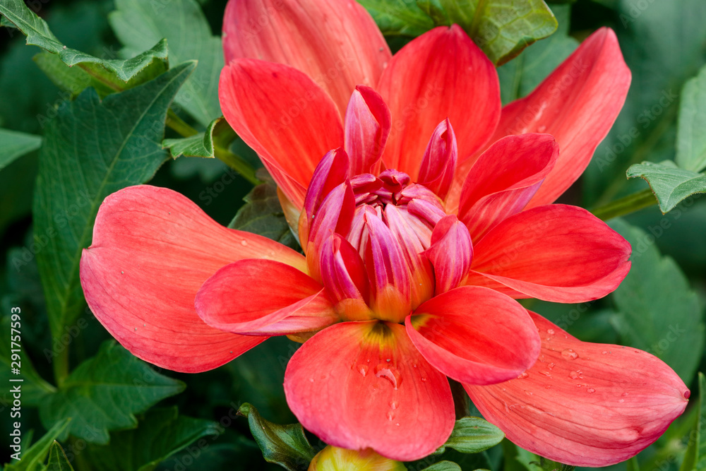 Dahlia close up