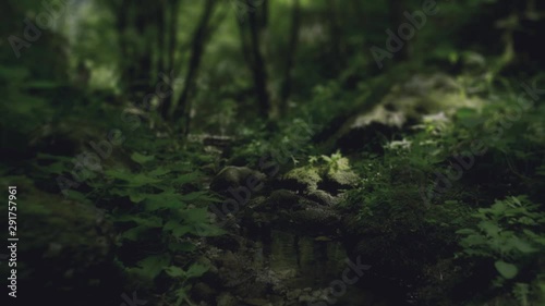 Dolly shot, mossy environment