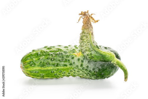 One whole fresh green pickling cucumber with outgrowth isolated on white background photo