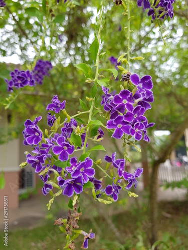 Sky flower, Golden dew drop, Pigeon berry, Duranta : violet and blue flowers are  Bushy in the backyard.