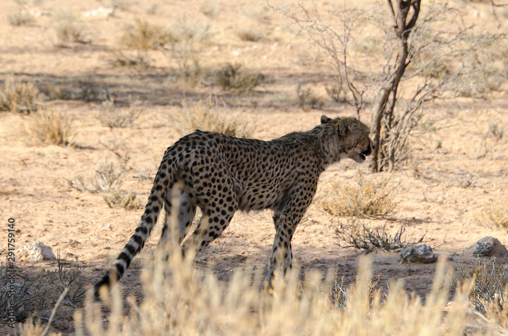Guépard, cheetah, Acinonyx jubatus, Parc national du Kalahari, Afrique du Sud Guépard, cheetah, Acinonyx jubatus, Parc national du Kalahari, Afrique du Sud