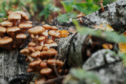 a group of honey agarics in the forest. honey mushrooms in the grass 