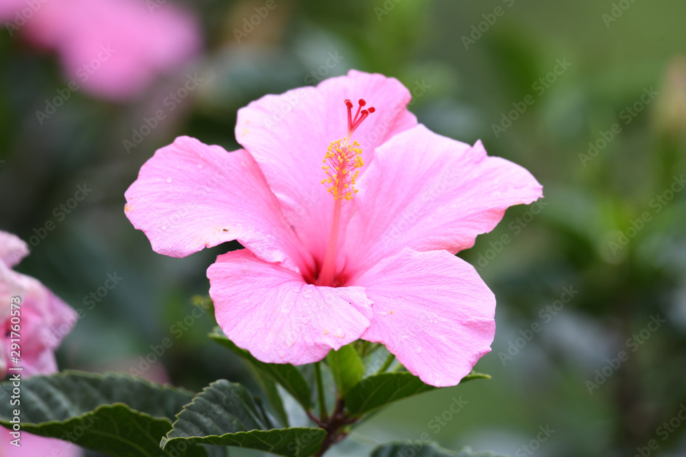 Close up of a beautiful Pink Hibiscus flower with dew drops
