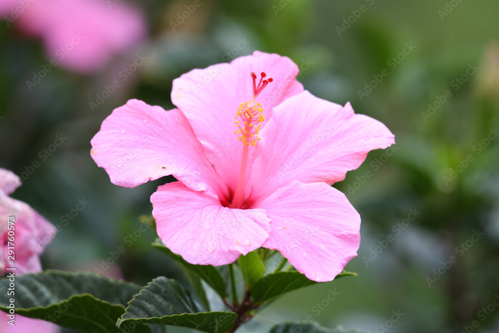 Close up of a beautiful Pink Hibiscus flower with dew drops Close up of a beautiful Pink Hibiscus flower with dew drops