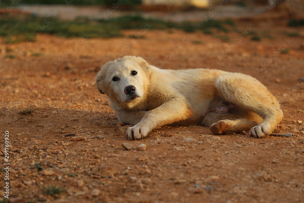 dog on beach dog on beach