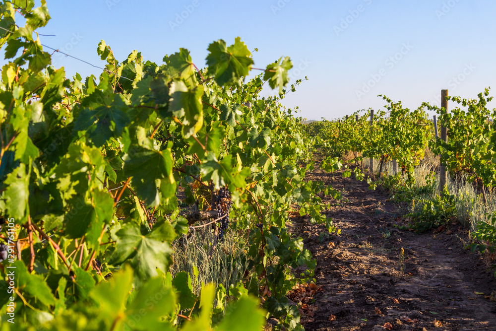 Organic vineyards of Ukraine, healthy eating concept.