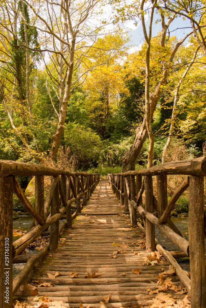 Obraz premium wooden bridge in the forest