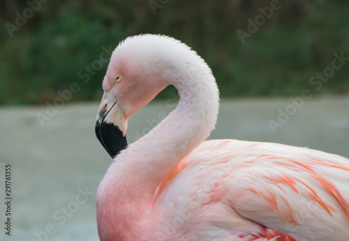 pastel color flamingo with reflection