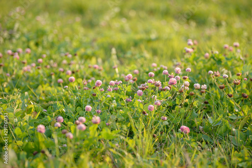 Clover Flowers in the field background. Blooming medicinal wild herb. Group of clover inflorescence in the meadow.