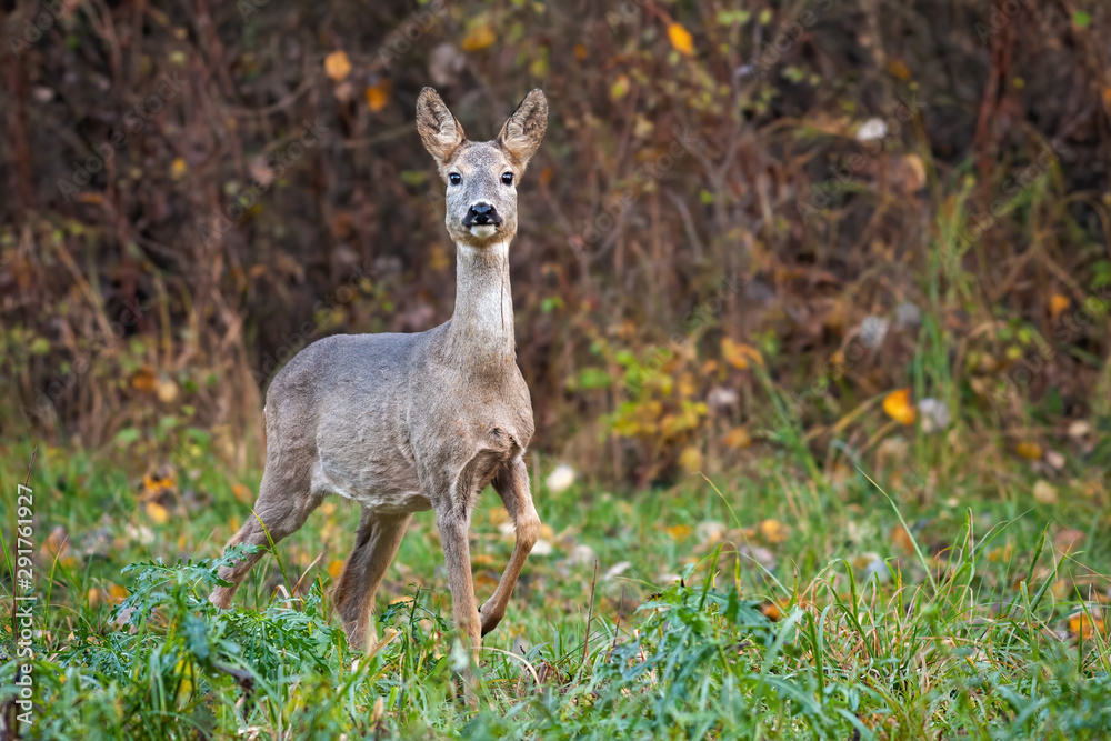Roe deer, capreolus capreolus, doe in autumn moving forward with leg in the air. Wild mammal passing cautiously in wilderness