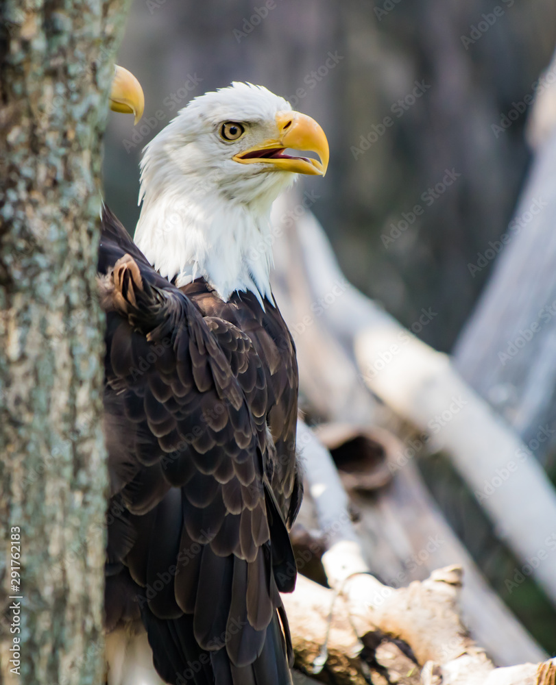 Obraz premium Bald eagle in a tree looking at all directions