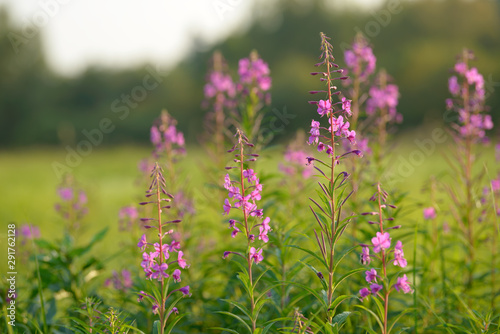 Pink flowers of fireweed (Epilobium or Chamerion angustifolium) in bloom. Flowering willow-herb or blooming sally.