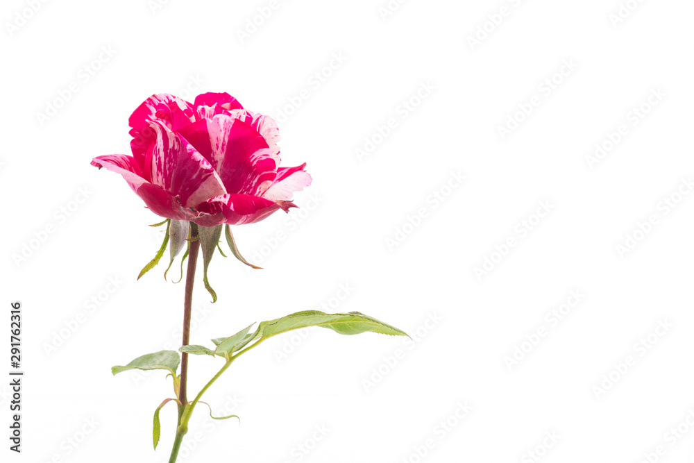 two-tone white with red rose on a white two-tone white with red rose on a white