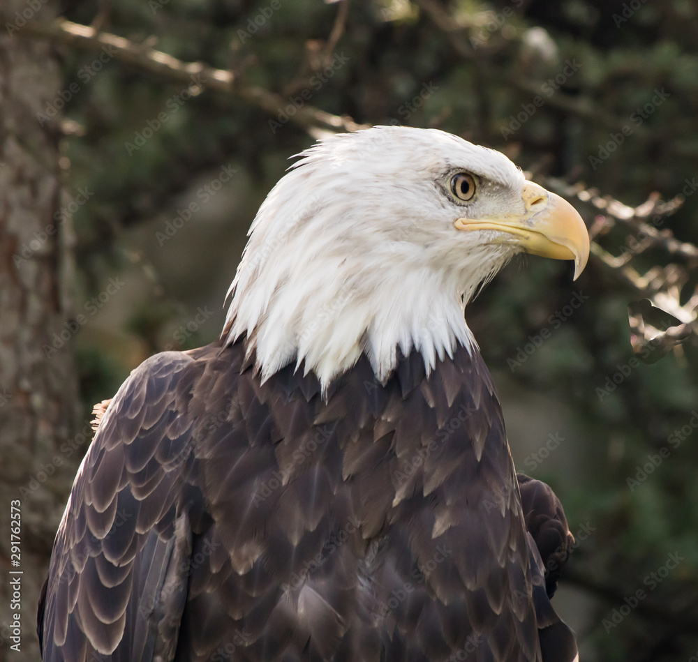 Bald eagle in a tree looking at all directions Bald eagle in a tree looking at all directions