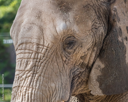 African elephant face up close and personal