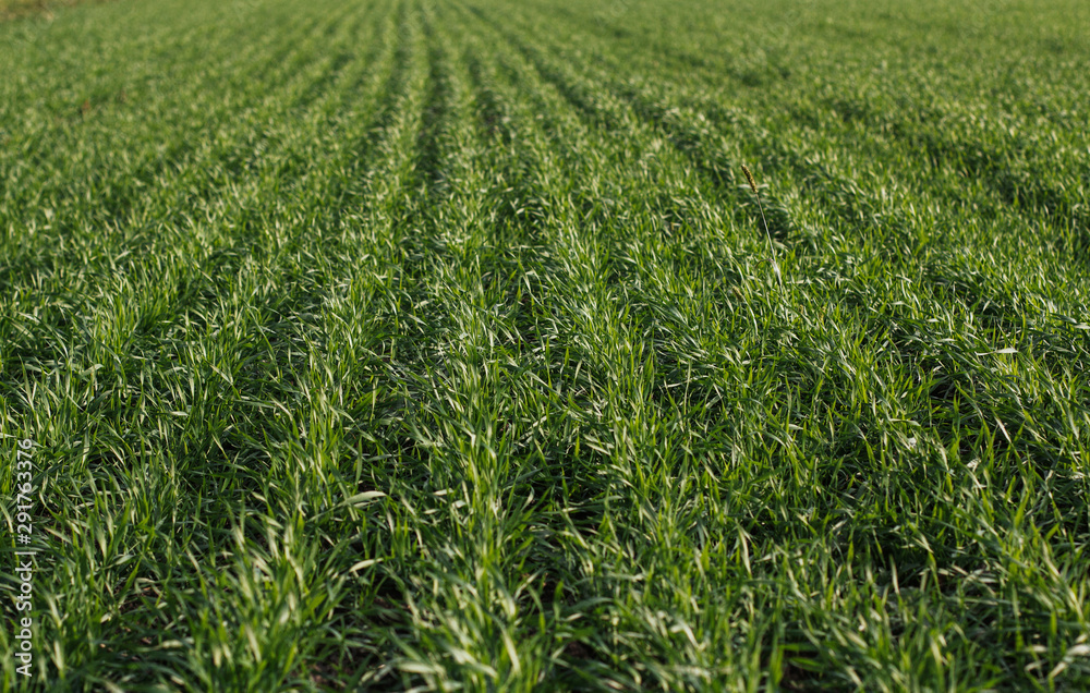 young green wheat in the field. Green field young green wheat in the field. Green field