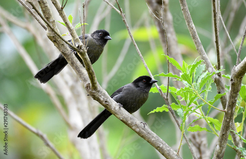 Yellow-thighed Finch (Pselliophorus tibialis) photo