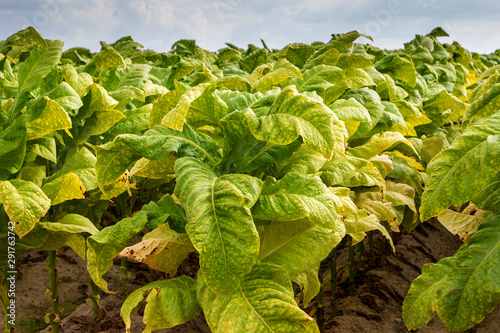 Tobacco plantation