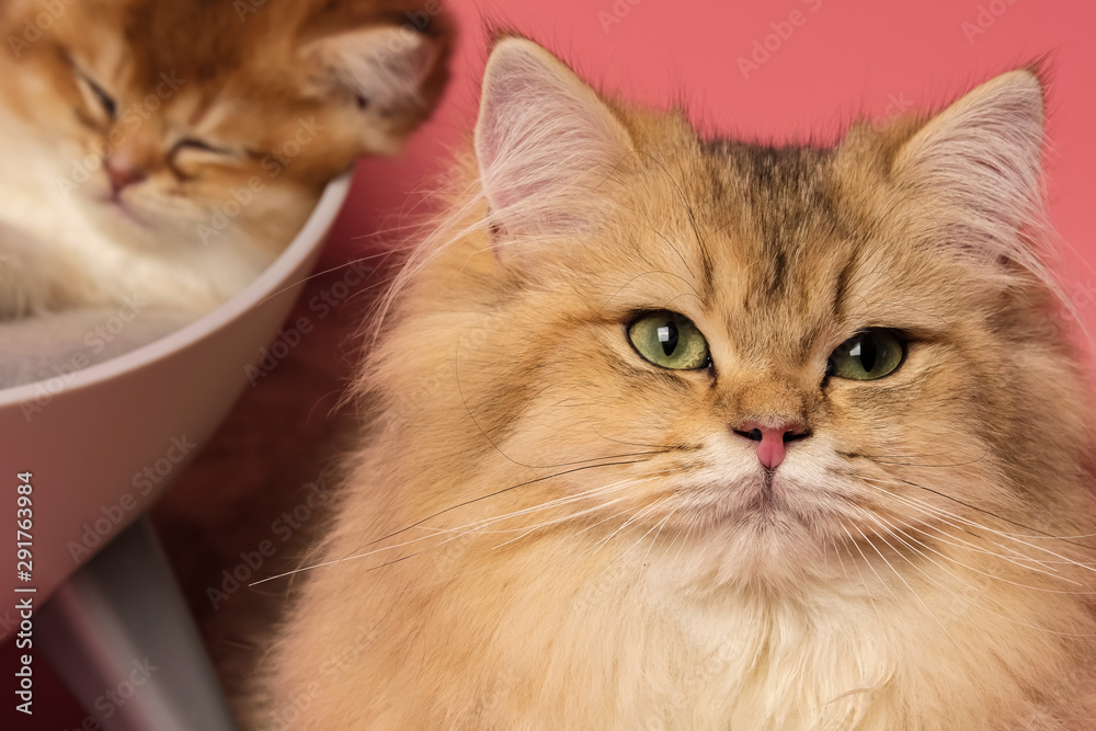 Many British Shorthair Cat funny Many British Shorthair Cat funny