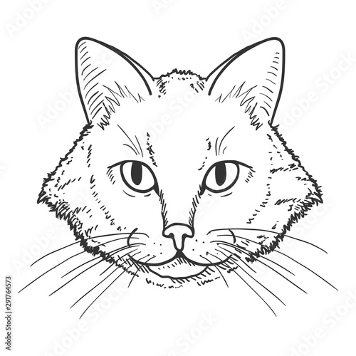 Vector Sketch Domestic Cats Portrait. Feline Face Illustration.