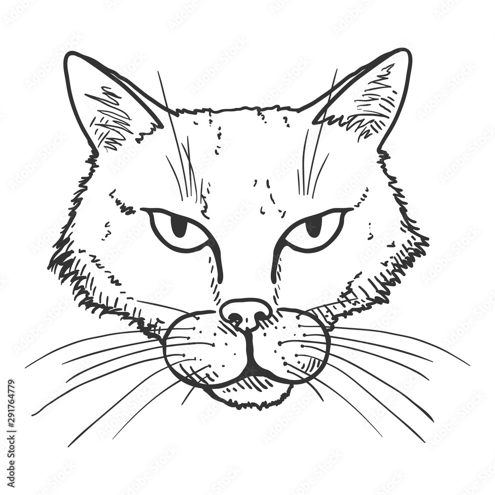 Vector Sketch Stray Cat Portrait. Feline Face Illustration. Vector Sketch Stray Cat Portrait. Feline Face Illustration.
