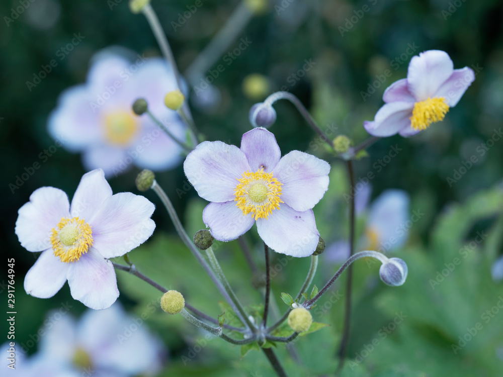 Obraz premium Anemone hupehensis var. japonica - Charming Japanese anemones with yellow stamens and pale pink petals with attractive foliage