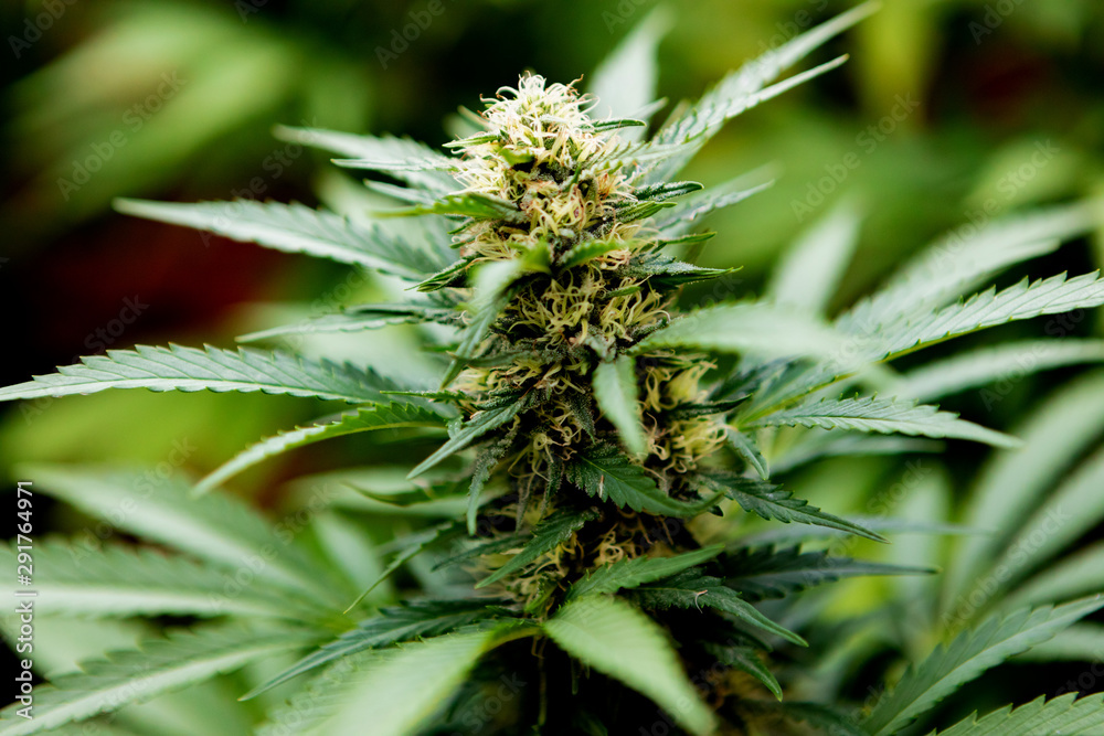 Medical Cannabis crop almost ready for harvesting Medical Cannabis crop almost ready for harvesting