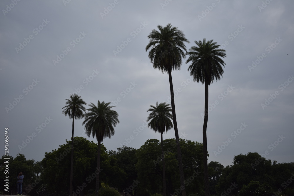 Obraz premium palm trees against blue sky