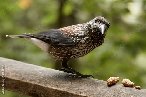 Eurasian nutcracker (Nucifraga caryocatactes) bird on a wooden railing eating peanuts 