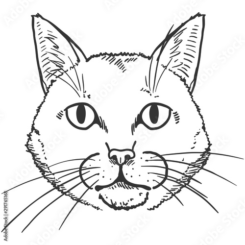 Vector Sketch Cute Cats Portrait. Feline Face Illustration.