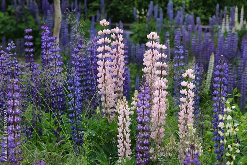 Norway lupine flowers