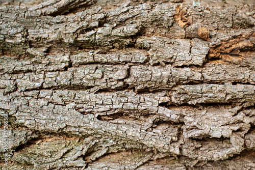 Beautiful wooden background - old wood bark textured