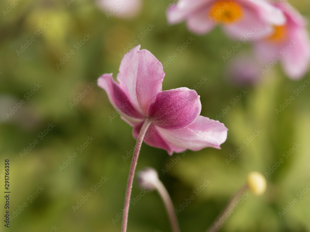 Close-up on pink petals of Japanese anemone (Anemone hupehensis var. japonica) Close-up on pink petals of Japanese anemone (Anemone hupehensis var. japonica)