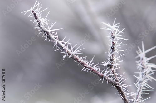 A tree branch in white hoarfrost. Frost. Late fall. Winter. Prickle.