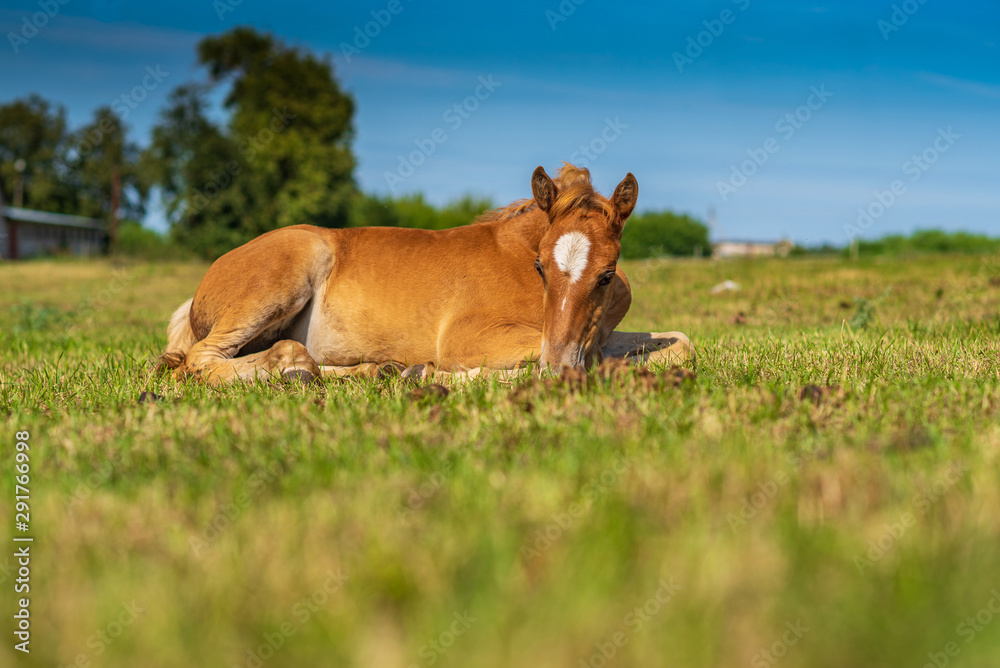 A small red foal lies on a green field. Photographed close up. A small red foal lies on a green field. Photographed close up.