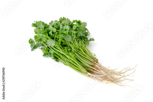 Bunch of fresh coriander leaves isolated on white background © wanniwat