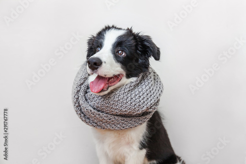 Funny studio portrait of cute smilling puppy dog border collie wearing warm clothes scarf around neck indoor. Winter or autumn portrait of new lovely member of family little dog at home © Юлия Завалишина