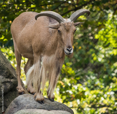 mountain goat audod on the rock