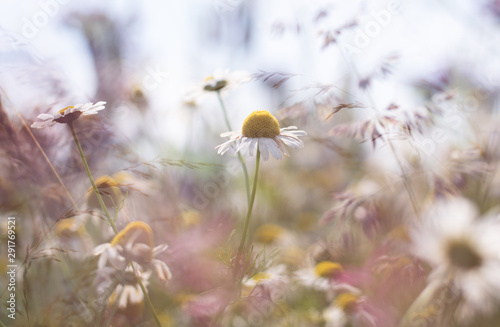 field of flowers © Alina