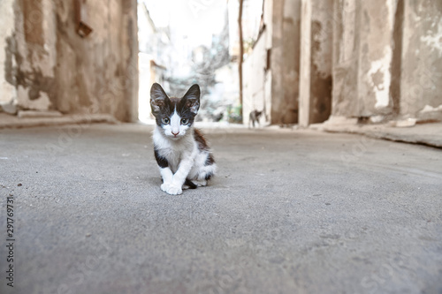 lost kitten © Denys