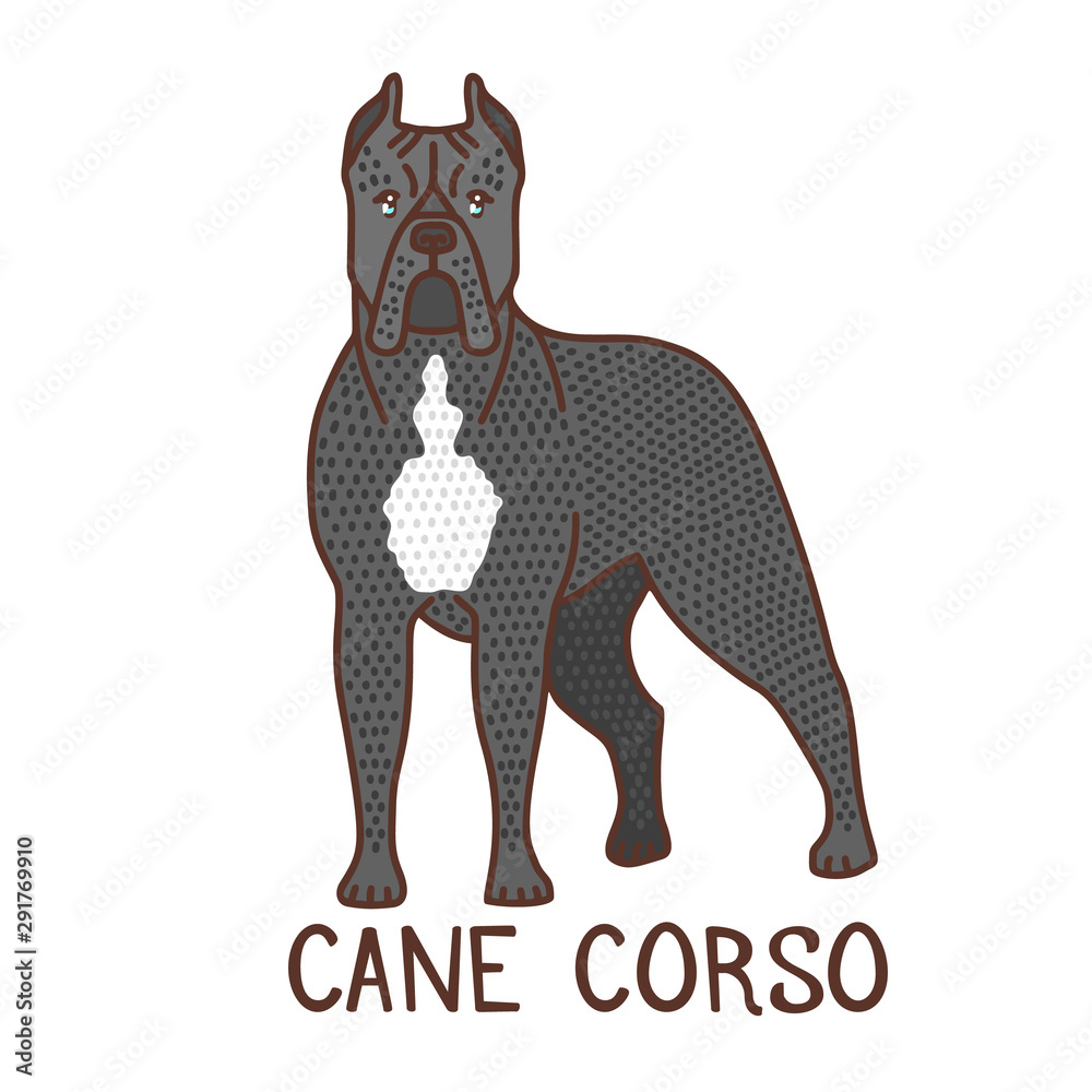 Obraz premium Isolated Cane Corso in Hand Drawn Doodle Style