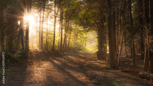 Autumnal forest at sunset